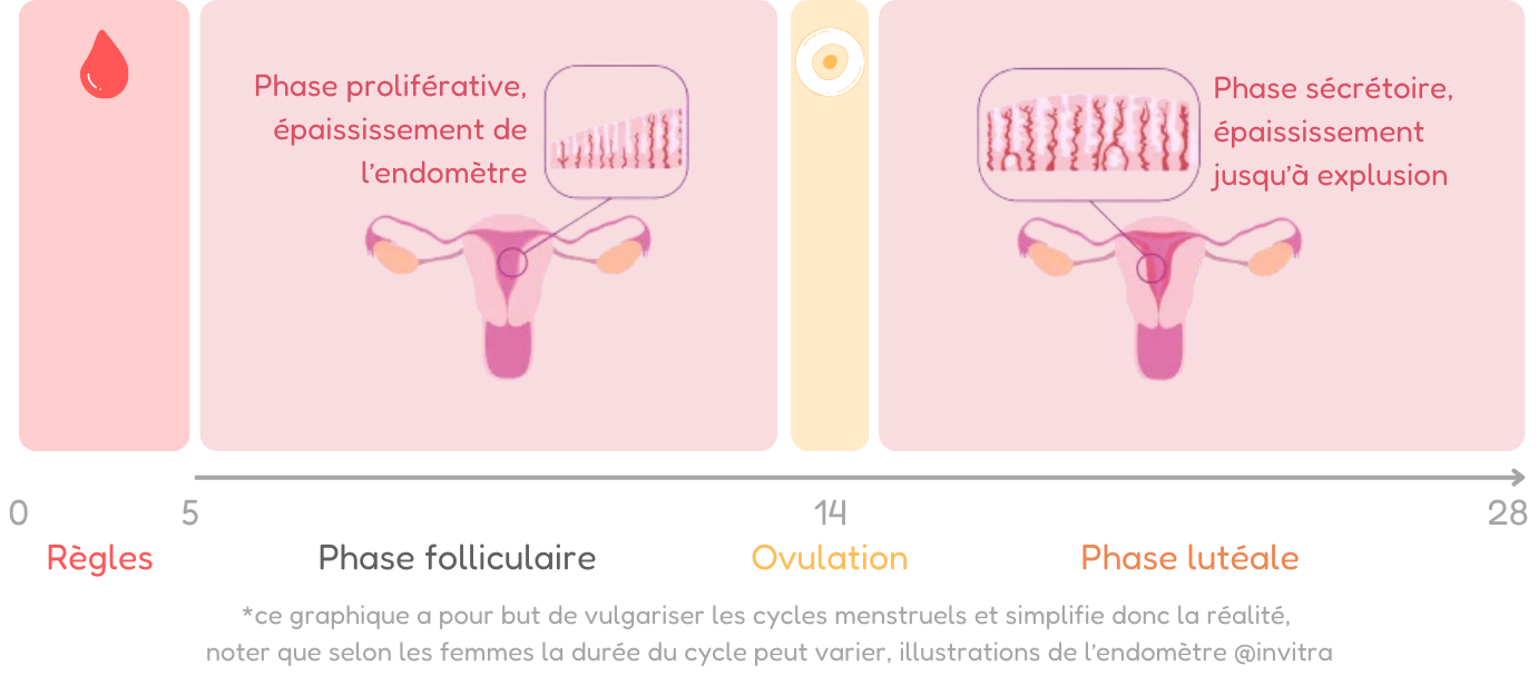 illustration de l'épaississement de l'endomètre pendant le cycle menstruel