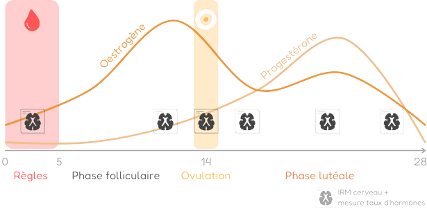 schéma du cycle menstruel et des jours d'IRMs