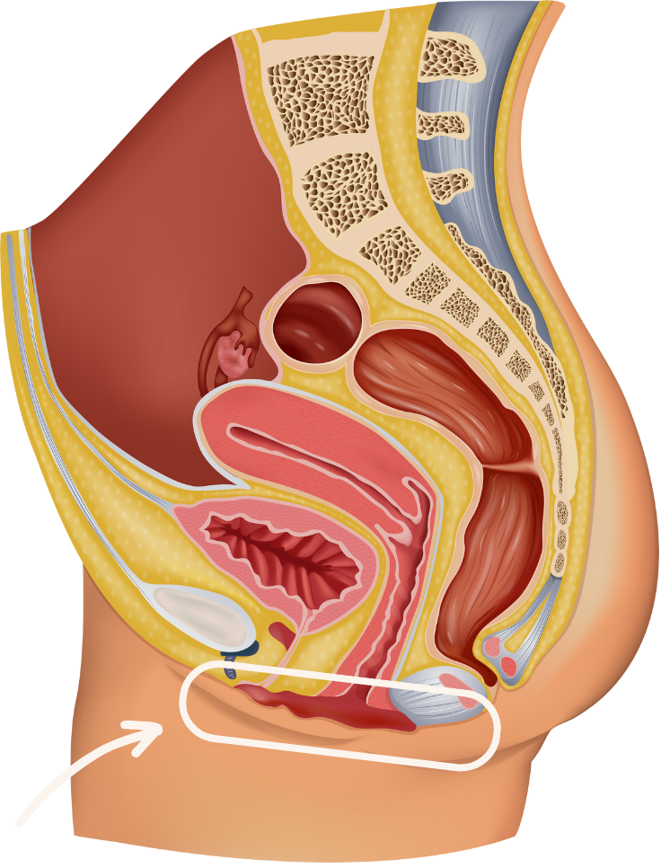 illustration des organes soutenus par le périnée