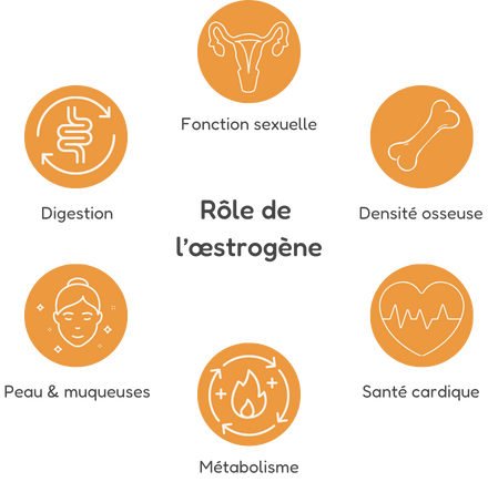 différents rôles de l'oestrogène