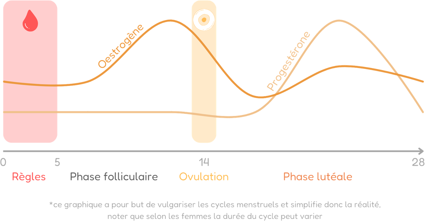 4 étapes du cycle de la femme